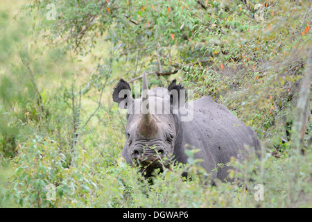 Rhinocéros noir debout dans les buissons. Banque D'Images