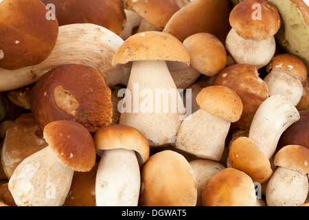 Gros et petits cèpes (Boletus edulis) Bull comme arrière-plan Banque D'Images