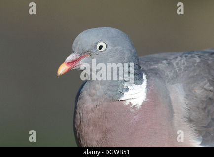 Pigeon ramier, Columba palumbus, seul oiseau head shot, Warwickshire, Octobre 2013 Banque D'Images