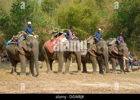 Les éléphants formant une ligne à la parade, Mahouts équitation, Elephant Festival, Ban Viengkeo, Hongsa, Province, Sayaburi Xaignabouri Banque D'Images