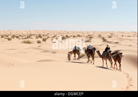 Tourisme durable, trekking de chameau, chameaux, dromadaires (Camelus dromedarius), dunes de sable, désert du Sahara entre Douz et Ksar Banque D'Images