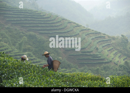 La plantation de thé, thé pickers sur la pente de montagne, Pu'er, Jiangcheng City, province du Yunnan, en République populaire de Chine Banque D'Images