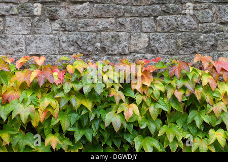 Virginia creeper, changeant de couleur à l'automne feuillage, Peak District, Derbyshire Banque D'Images