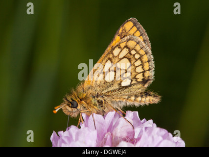 Damier masculin Skipper, Carterocephalus palaemon, se nourrissant de l'épargne. Banque D'Images