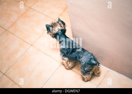 Vue de dessus du chien Yorkshire Terrier à l'intérieur. Banque D'Images