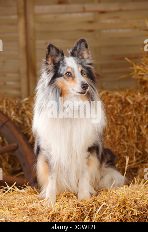 Sheltie, bleu-merle, 11 ans / Shetland Sheepdog Sheltie |, Ruede, bleu-merle, 11 Jahre alt / Shetland Sheepdog Banque D'Images