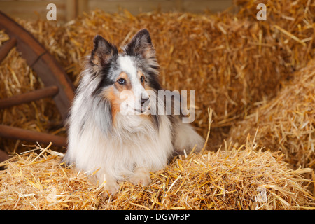 Sheltie, bleu-merle, 11 ans / Shetland Sheepdog Sheltie |, Ruede, bleu-merle, 11 Jahre alt / Shetland Sheepdog Banque D'Images