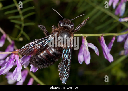 Carpenter violet-bee, Xylocopa violacea, se nourrissant de la vesce. La Bulgarie. Banque D'Images