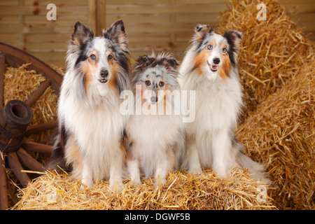 Shelties, blue-merle / Shetland Sheepdog |Shelties, Rueden, bleu-merle / Shetland Sheepdog Banque D'Images