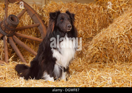 Sheltie, noir et blanc / Shetland Sheepdog Sheltie |, Ruede, schwarz-weiss / Shetland Sheepdog, alter Hund Banque D'Images