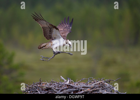 Sea Hawk ou balbuzard (Pandion haliaetus) s'adresse à la terre avec le matériel du nid, sous-région de Kajaani, Finlande Banque D'Images