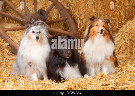 Sheltie, bleu-merle, sable blanc et noir et blanc / Shetland Sheepdog Banque D'Images