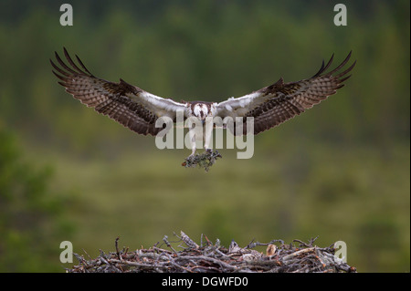 Sea Hawk ou balbuzard (Pandion haliaetus) s'adresse à la terre avec le matériel du nid, sous-région de Kajaani, Finlande Banque D'Images