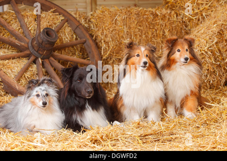 Sheltie, bleu-merle, sable blanc et noir et blanc / Shetland Sheepdog Banque D'Images