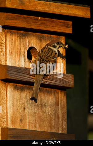 Moineau friquet (passer montanus) avec un insecte dans son bec sur un nichoir, Potsdam, Brandebourg, Allemagne Banque D'Images