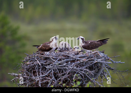 Les balbuzards pêcheurs ou la mer (Pandion haliaetus), paire avec les poussins dans un nid d'aigle, sous-région de Kajaani, Finlande Banque D'Images