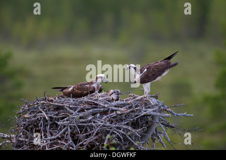 Les balbuzards pêcheurs ou la mer (Pandion haliaetus), paire avec les poussins dans un nid d'aigle, sous-région de Kajaani, Finlande Banque D'Images