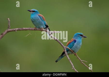 Coracias garrulus European (rouleau), paire, la Bulgarie du nord, Bulgarie Banque D'Images