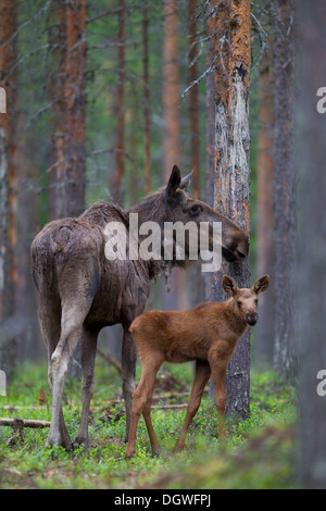 Eurasian les wapitis ou les orignaux (Alces alces), vache et son veau, jeune, Laponie, Suède Banque D'Images