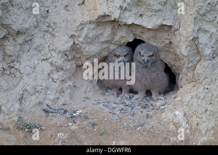 Eagle d'Amérique (Bubo bubo), les poussins à leur reproduction dans un mur de boue, la Bulgarie du nord, Bulgarie Banque D'Images