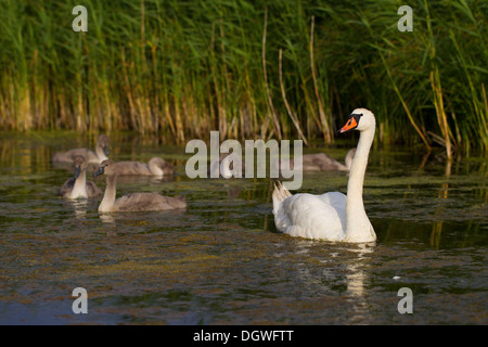 Le Cygne tuberculé (Cygnus olor), des profils avec cygnets, Trelleborg, Scania, Suède Banque D'Images