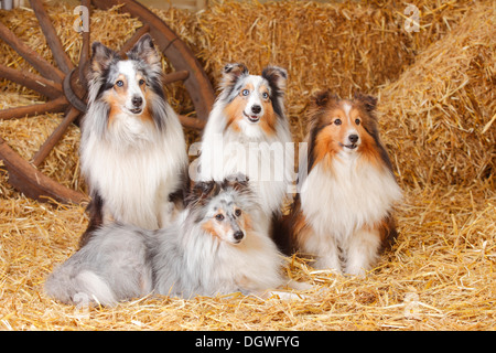 Shelties, blue-merle et sable-blanc / Shetland Sheepdog |Shelties, Rueden, bleu-merle blanc sable und / Shetland Sheepdog Banque D'Images