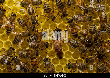 Les abeilles de l'Ouest (Apis mellifera), la reine sur nid d'entouré par les travailleurs, Thuringe, Allemagne Banque D'Images