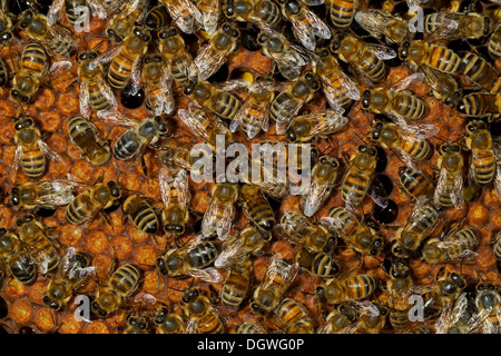 Les abeilles de l'Ouest (Apis mellifera), les travailleurs sur les cellules scellées d'un rayon de miel, Thuringe, Allemagne Banque D'Images