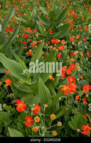 Domaine de la benoîte écarlate ou rouge, Geum coccineum, poussent à l'état sauvage avec blanc faux Helleborine, dans les montagnes des Rhodopes, Bulgarie. Banque D'Images