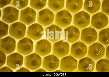 Les abeilles de l'Ouest (Apis mellifera), fraîchement pondu dans les cellules de couvain d'une ruche, Thuringe, Allemagne Banque D'Images