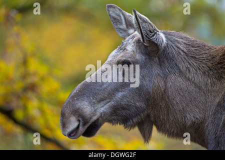 Eurasian les wapitis ou les orignaux (Alces alces), vache, portrait, Laponie, Suède Banque D'Images