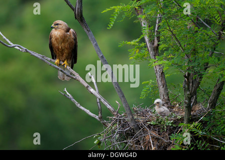 Long-legged Buzzard (Buteo Rufinus), femme, avec chick sur son nid, la Bulgarie du nord, Bulgarie Banque D'Images