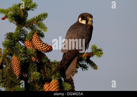 Eurasian Hobby (Falco subbuteo), Thuringe, Allemagne Banque D'Images