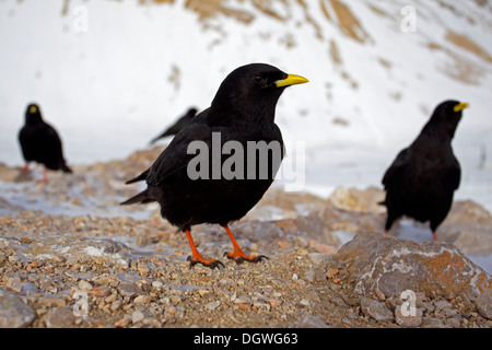 Choughs alpin ou Choughs à bec jaune (Pyrrhocorax graculus), Zugspitzplatt, Wetterstein, Werdenfelser Land Banque D'Images