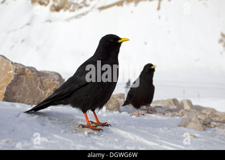 Choughs alpin ou Choughs à bec jaune (Pyrrhocorax graculus), Zugspitzplatt, Wetterstein, Werdenfelser Land Banque D'Images