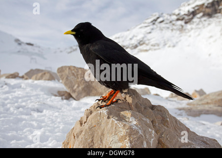 Alpine Chough ou Chouch à bec jaune (Pyrrhocorax graculus) perché sur un rocher, Zugspitzplatt, Wetterstein Banque D'Images