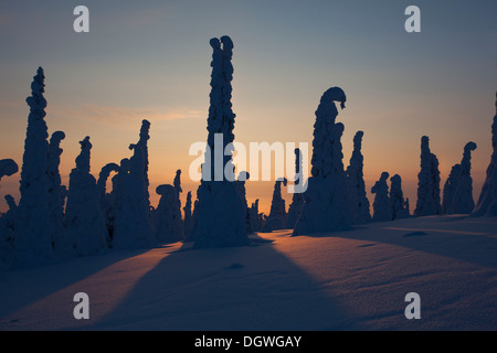 Fjell en hiver, avec des arbres couverts de neige au coucher du soleil, Parc National de Riisitunturi, Espoo, Helsinki, Finlande Banque D'Images