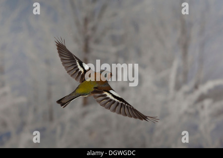 Common Chaffinch (Fringilla coelebs) en vol, hiver, Erfurt, Thuringe, Allemagne Banque D'Images