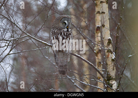 Chouette lapone ou la Chouette lapone (Strix nebulosa) perché sur une branche en hiver, Oulu, Ostrobotnie du Nord, en Finlande Banque D'Images