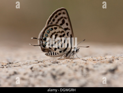 Peu de tiger blue, Tarucus balcanicus chauffe au soleil. Le sud de la Bulgarie, de papillons rares. Banque D'Images