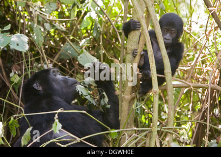 Habitué groupe de gorilles de montagne (Gorilla beringei beringei), Parc National de la Forêt impénétrable de Bwindi, en cours d'étude par Banque D'Images