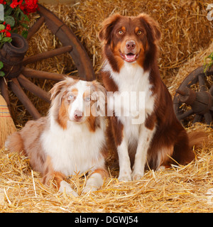 Berger Australien, chiens mâles, rouge-tri et rouge-merle |berger australien, Rueden, rouge-tri et rouge-merle Banque D'Images