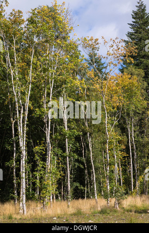 Le bouleau verruqueux (Betula pendula) à Glen Glass en Ecosse Banque D'Images