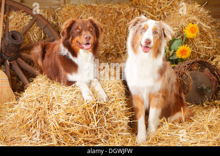 Berger Australien, chiens mâles, rouge-tri et rouge-merle |berger australien, Rueden, rouge-tri et rouge-merle Banque D'Images