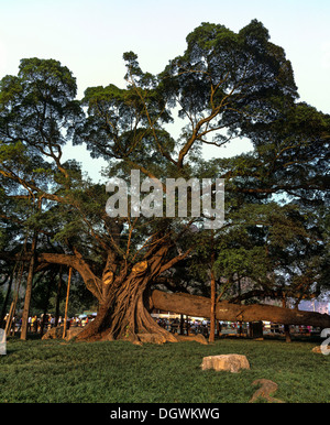 Grand Banyan (Ficus benghalensis), Yangshuo, Guilin, Guangxi, China, Asia Banque D'Images