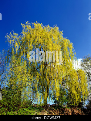 Babylone ou Saule saule pleureur (Salix babylonica) au printemps Banque D'Images