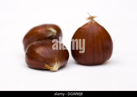 Castanea sativa. Châtaignes isolé sur un fond blanc. Banque D'Images