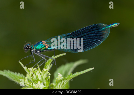 Bagué mâle, Calopteryx splendens Demoiselle  = Agrion splendens, perché sur la végétation au bord de la rivière. Banque D'Images