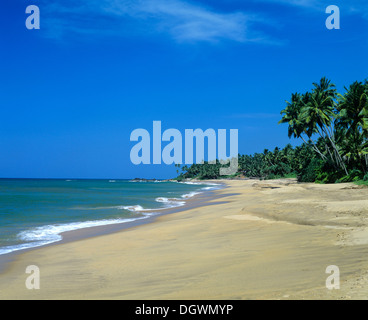 Plage de sable et de palmiers, Beruwala, Sri Lanka Kalutara Distrikt, Banque D'Images