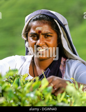 Plateau picker travaille sur une plantation de thé, la culture du thé dans les highlands, Nuwara Eliya, Sri Lanka, Zentralprovinz Banque D'Images